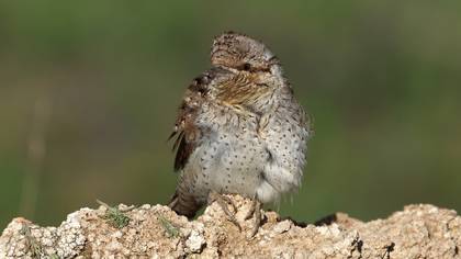 Boyunçeviren » Eurasian Wryneck » Jynx torquilla
