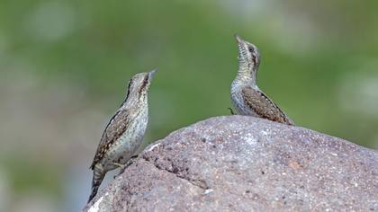 Boyunçeviren » Eurasian Wryneck » Jynx torquilla