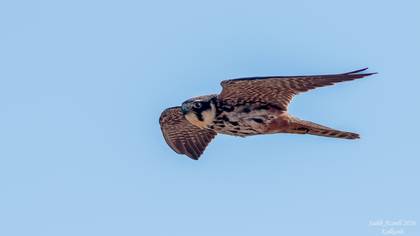 Delice doğan » Eurasian Hobby » Falco subbuteo