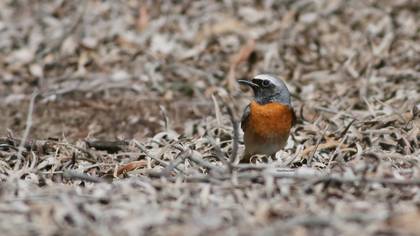 Kızılkuyruk » Common Redstart » Phoenicurus phoenicurus
