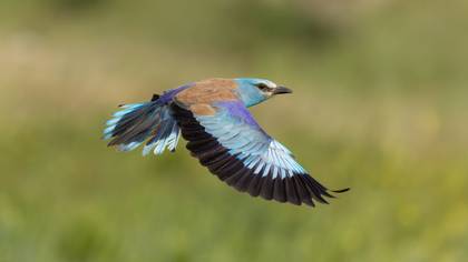 Gökkuzgun » European Roller » Coracias garrulus