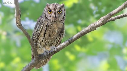 İshakkuşu » Eurasian Scops Owl » Otus scops