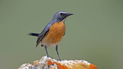 Taşbülbülü » White-throated Robin » Irania gutturalis