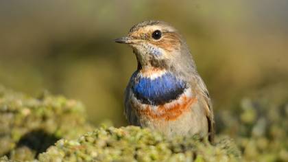 Mavigerdan » Bluethroat » Luscinia svecica
