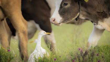 Sığır balıkçılı » Western Cattle Egret » Ardea ibis