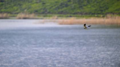 Montagu`s Harrier