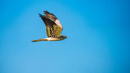 Montagu`s Harrier
