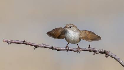 Cetti`s Warbler