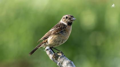 Taşkuşu » European Stonechat » Saxicola rubicola