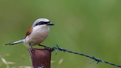 Kızılsırtlı örümcekkuşu » Red-backed Shrike » Lanius collurio