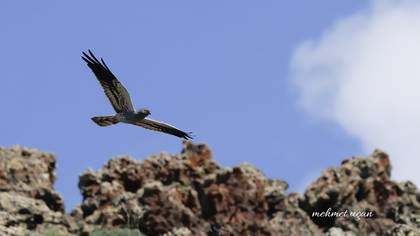 Montagu`s Harrier