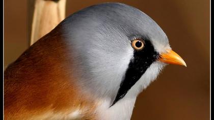 Bıyıklı baştankara