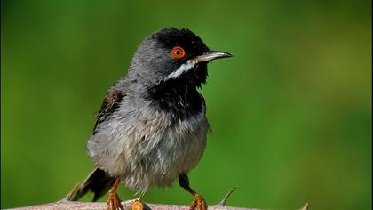 Karaboğazlı ötleğen