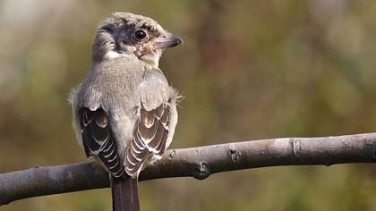 Karaalınlı örümcekkuşu