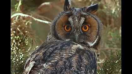 Kulaklı orman baykuşu