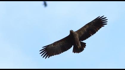 Küçük orman kartalı