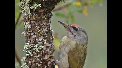 Küçük yeşil ağaçkakan