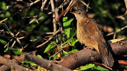 Bataklık kamışçını