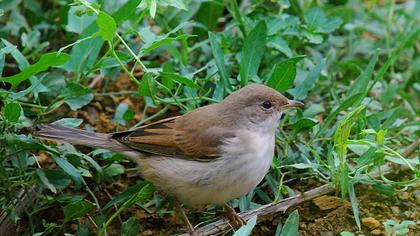 Akgerdanlı ötleğen