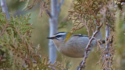Sürmeli çalıkuşu