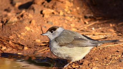 Karabaşlı ötleğen