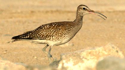 Sürmeli kervançulluğu