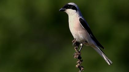 Karaalınlı örümcekkuşu