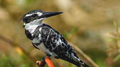 Alaca yalıçapkını