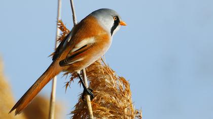 Bıyıklı baştankara