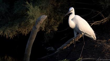 Küçük ak balıkçıl