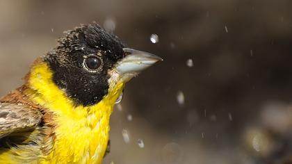 Karabaşlı kirazkuşu