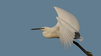 Küçük ak balıkçıl