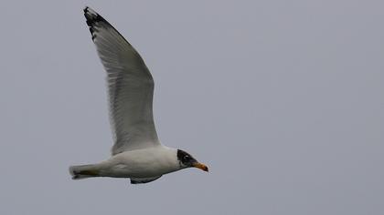 Büyük karabaş martı