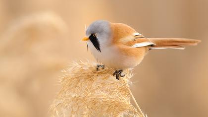 Bıyıklı baştankara