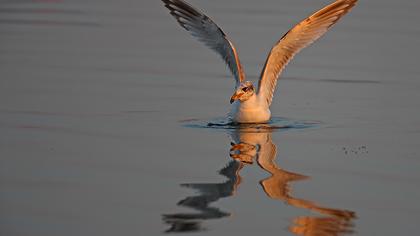 Büyük karabaş martı