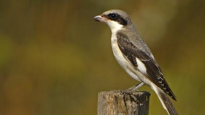 Karaalınlı örümcekkuşu