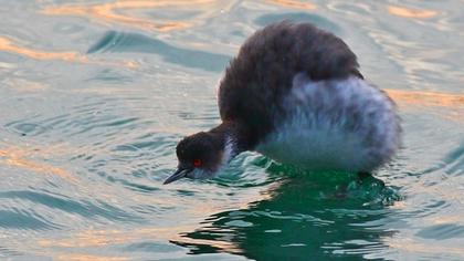 Karaboyunlu batağan