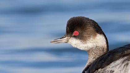 Karaboyunlu batağan