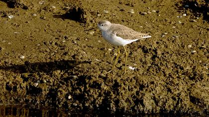 Bataklık düdükçünü