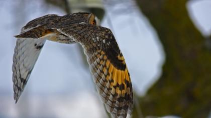 Kulaklı orman baykuşu