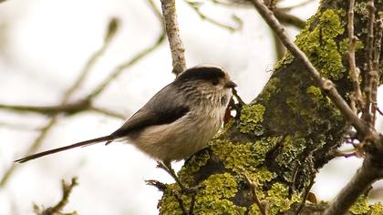 Uzunkuyruklu baştankara