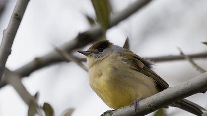 Karabaşlı ötleğen
