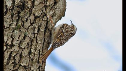 Bahçe tırmaşıkkuşu