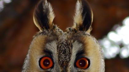 Kulaklı orman baykuşu