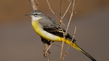 Dağ kuyruksallayanı