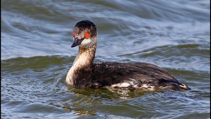 Karaboyunlu batağan