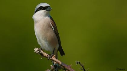 Kızılsırtlı örümcekkuşu