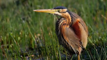 Erguvani balıkçıl