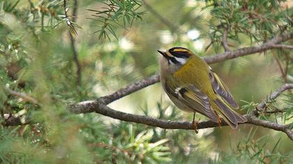 Sürmeli çalıkuşu