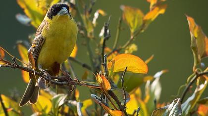 Karabaşlı kirazkuşu